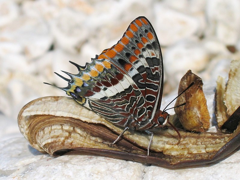 File:Charaxes jasius 01.jpg