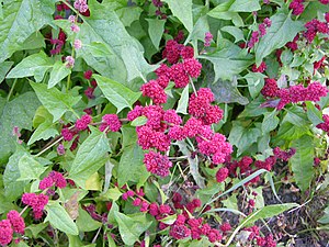 Spiked strawberry spinach (Blitum capitatum)