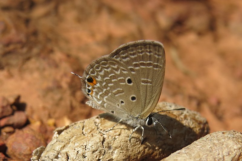 File:Chilades pandava Horsfield, 1829 – Plains Cupid - Blathur (2).jpg