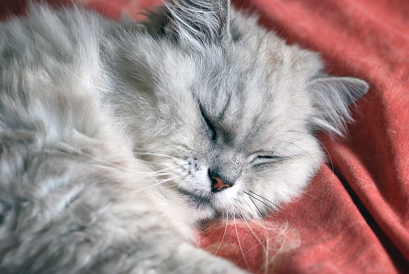 File:Chinchilla cat sleeping (3732113765).jpg