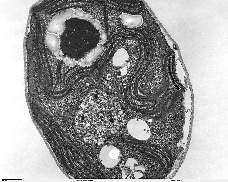 File:Chlamydomonas TEM 04.jpg