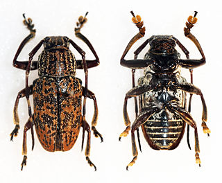 <i>Choeromorpha vivesi</i> Species of beetle