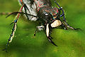 Cicindela hybrida claws Richard Bartz.jpg