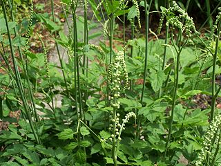 <i>Actaea racemosa</i> species of plant