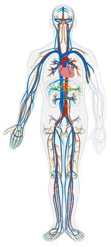 File:Circulatory System no tags.svg - Wikimedia Commons