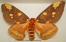 Citheronia lobesis sjh.jpg