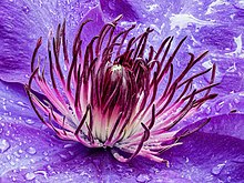 Un espacio luminoso revestido de gasa violeta, sobre la que cuelgan unas gotas de agua, con en el centro el brote de una corona con ramas que van del blanco más brillante al violeta más oscuro.