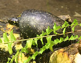 Druppelschildpad