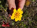 Thumbnail for Coreopsis nuecensis