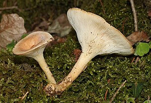 Clitocybe-gibba.jpg