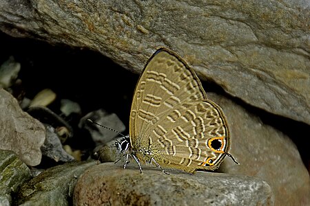 Ventral view