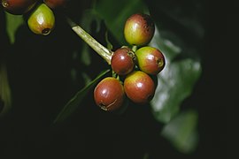 Coffee Wikimedia Commons