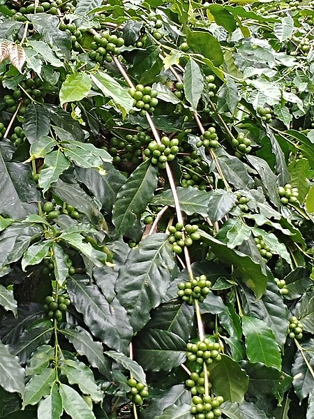 File:Coffee arabica plant.jpg