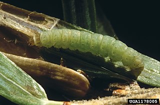 <i>Coleotechnites apicitripunctella</i> Species of moth