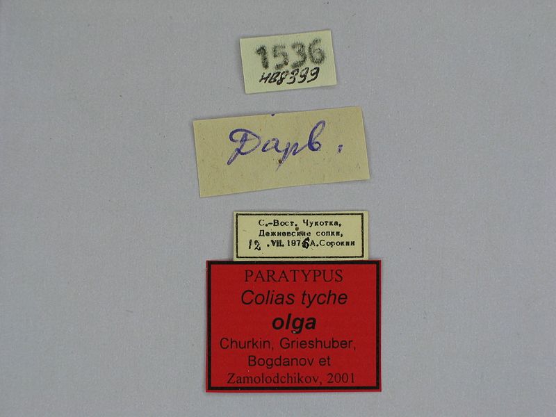 File:Colias tyche olga male Paratype 02 labels DSM.jpg