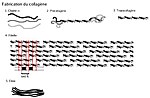Minijatura za Kolagen
