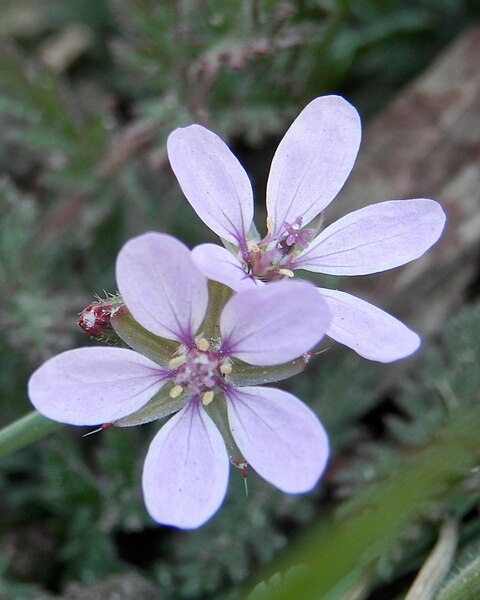 File:Common Stork's-Bill (Erodium cicutarium) - Simcoe, Ontario 2013-04-27.jpg