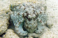 Common octopus Octopus vulgaris (4681010554).jpg