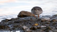Datei:Common ringed plover.webm