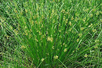 Common rush next to Myrstigen