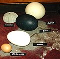 Eggs of: ostrich, emu, kiwi and chicken