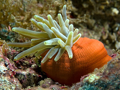 Condylactis gigantea (Giant Anemone)