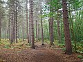 Area of coniferous woodland at Joyden's Wood.