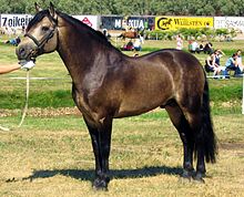 Sooty buckskin Connemara Connemara stallion.jpg