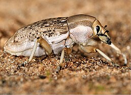 Conorhynchus palumbus (Olivier, 1807) у пустелі Негев