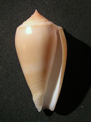 <i>Conus leobottonii</i> Species of sea snail