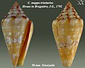 Conus mappa trinitarius 1.jpg