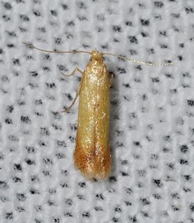 <i>Coptotriche citrinipennella</i> species of insect