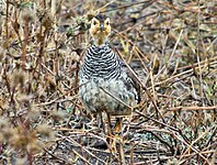 Francolin, Coquin Peliperdix coqui