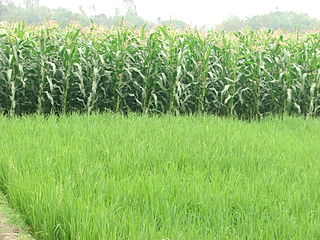320px Corn Field