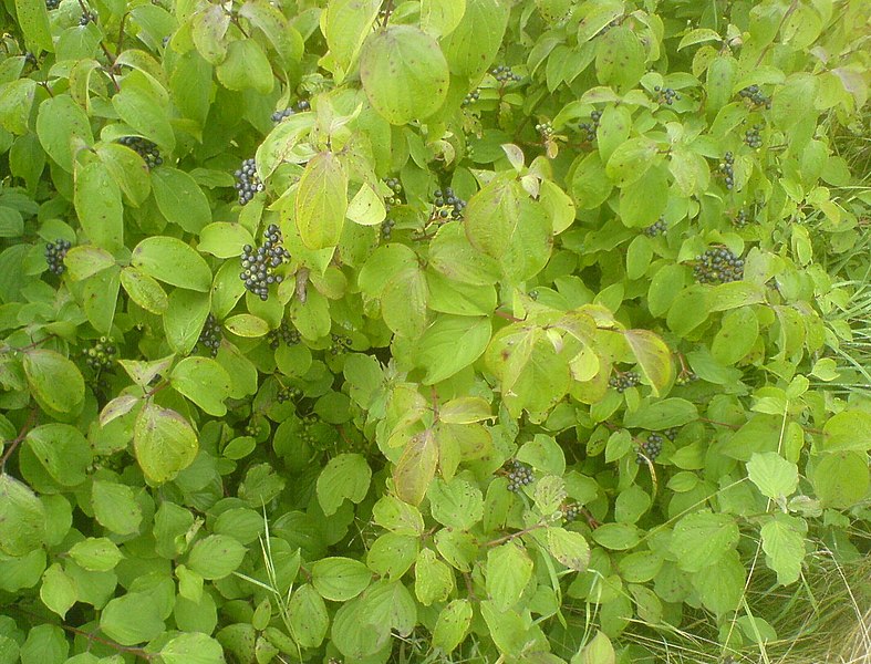 File:Cornus sanguinea 20070810c.jpg