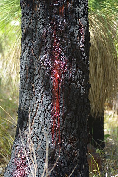 File:Corymbia calophylla gum.jpg