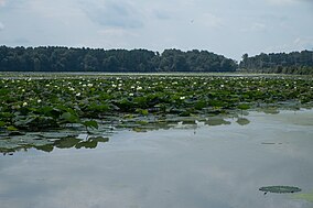 Crab Orchard Lake.jpg