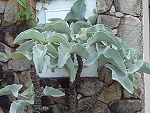 Kalanchoe beharensis