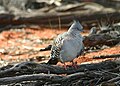 Crested Pigeon 3.jpg