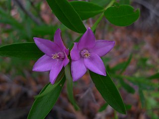 <i>Crowea saligna</i> Species of flowering plant