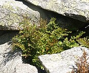 Cryptogramma crispa 090906.jpg