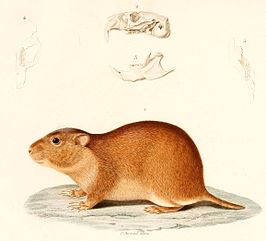 Ctenomys brasiliensis