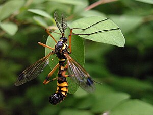 Male of Ctenophora festiva