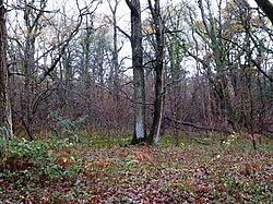 Cucknell's Wood (1).jpg