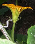 Cucurbita argyrosperma "zucca striata" (Florensa) fiore maschio M02 vista laterale calice sepals.JPG
