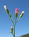 Cyanthillium cinereum flowerhead4 - Flickr - Macleay Grass Man.jpg