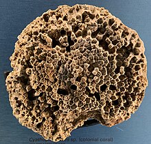 The stauriid coral Cyathophylloides sp. from the late Ordovician, Georgian Bay Formation, Ontario, Canada Cyathophylloides sp. (colonial coral).jpg