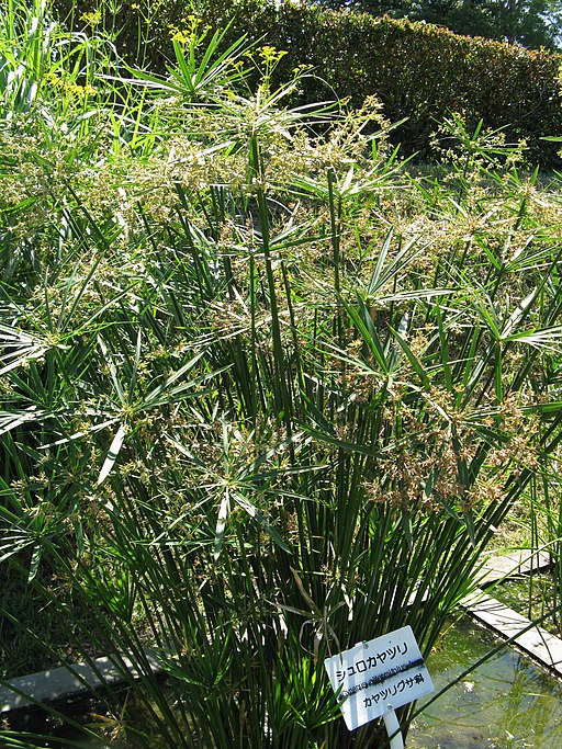 Cyperus alternifolius2