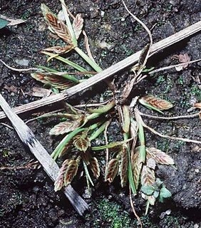 <i>Cyperus bipartitus</i> Species of plant in Cyperaceae family endemic to North America