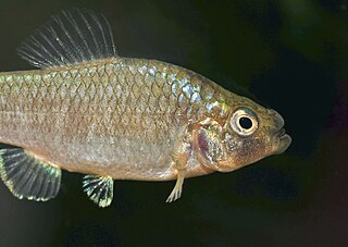 <i>Cyprinodon brontotheroides</i> Species of fish